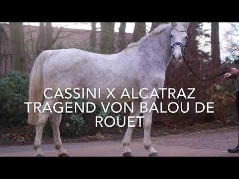 Cassini x Alcatraz tragend von Balou de Rouet