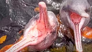 Brazil - Amazon - Botos: Pink Dolphins HD