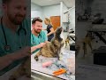 Funny And Cute Cats At Vet Compilation