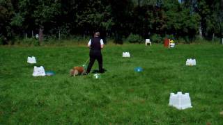 preview picture of video 'Rally Obedience Übung: 31 - Lindhorst Seminar 2010'