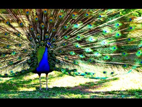 Peacock Strutting His Stuff