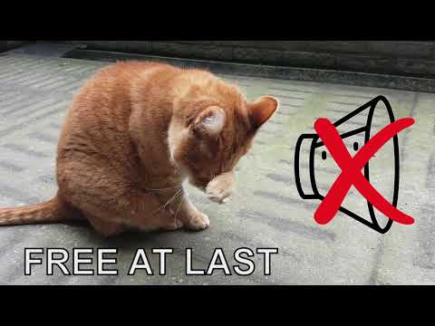 Alvi cat : cone free