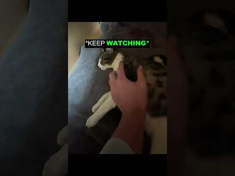 His Cat Just Had Kittens Watch Until The End 🧡