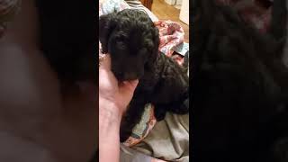 Video preview image #3 Goldendoodle Puppy For Sale in LAWRENCEVILLE, GA, USA