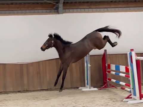 FOR SALE ! 3yrs old stallion by Enelzkey (Eldorado vd Zeshoek)