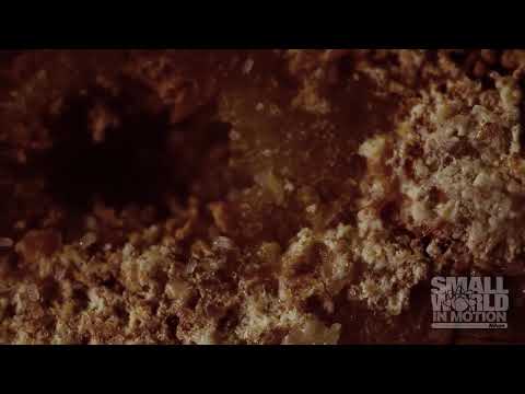 Hundreds of Harmless Cheese Mites | 2016 Nikon Small World