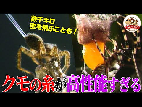 解読されたクモの糸の設計図