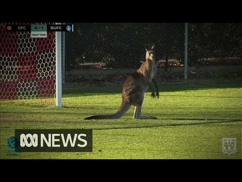 vanha nuori lesbot porno