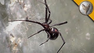 Black Widow Spider Is Too Close For Comfort!