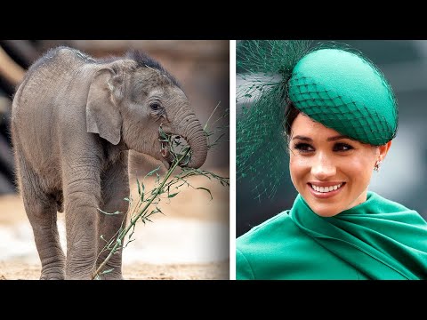 Meghan Markle Narrates 'Elephant' Documentary