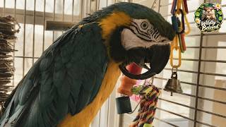 This Rescued Parrot Was Starving Because Of Her Beak — And Now She’s Inseparable
