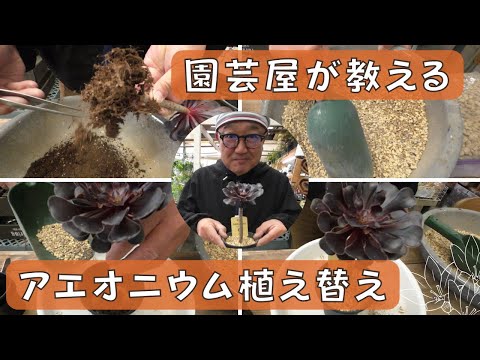 紫色のアエオニウム、アエオニウム arboreum 'Atropurpureum'