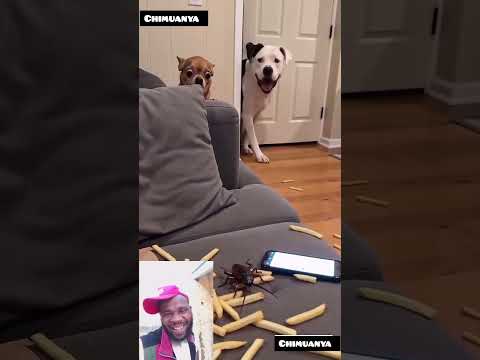 cockroache😩 #digitalcreator #funny #pets #duet #animals #mybathroom  #contentcreator #cutedog