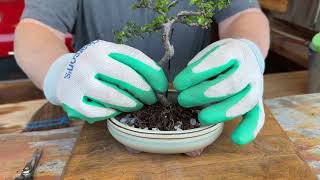 Rough Bark elm Repot