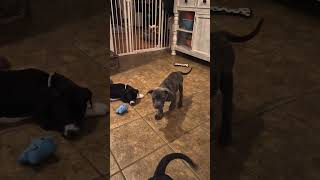 Video preview image #1 American Pit Bull Terrier-Unknown Mix Puppy For Sale in Holly Springs, NC, USA