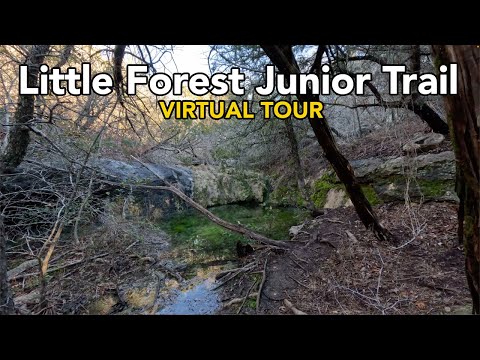 Little Forest Junior Trail Video Thumbnail