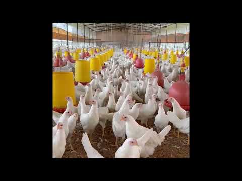 Hyline W80 Venezuela