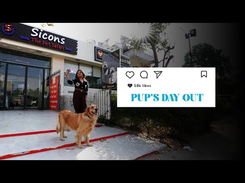 Pup's Day Out | Love it, List it | News9 Plus