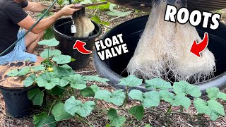 How to Grow Kratky Hydroponic Pumpkins: Infinite Kratky