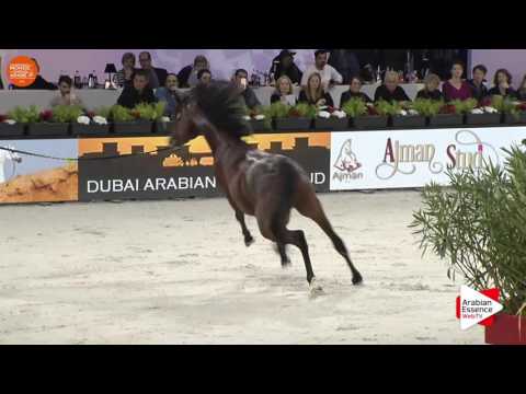 Paris WAHC 2016 - Class CM5 A