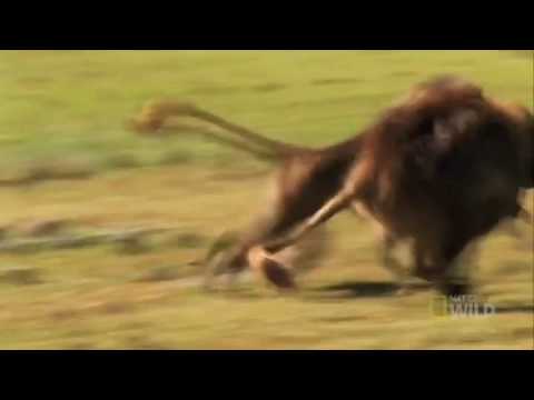 🔥 Gelada Baboons are fast af 🔥.mp4