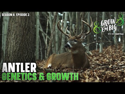 This is Why Bucks Grow Big Antlers