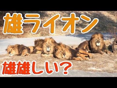 【 ライオン 】雄ライオンの群れ