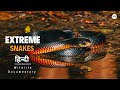 Extreme Snakes Australia हिन्दी डॉक्यूमेंट्री Wildlife Documen