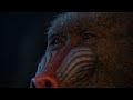 The Lion King 2019 Rafiki S Fireflies I 4K Ultra HD