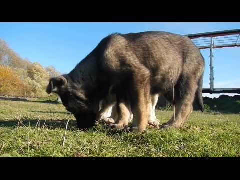 Catelusii din vizuina - 2