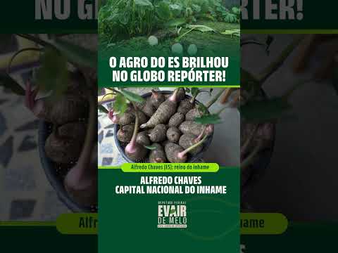 O Agro do ES brilhou no Globo Repórter: Alfredo Chaves (ES): reino do inhame!