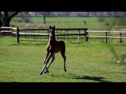Hengstfohlen von For Dance