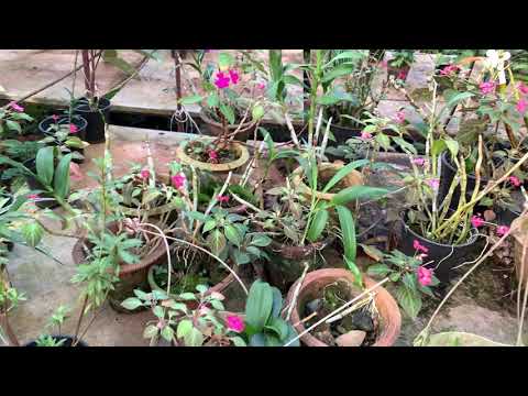 Best Impatiens hawkeri, the New Guinea, species of flowering plant. #garden #homegarden