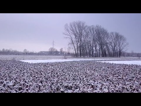 Fiori d'inverno - Documentario