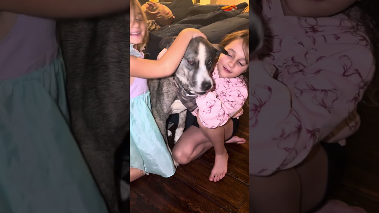 Enlarge Alpine, a Adoptable mixed breed in Aurora, IL video 4/4