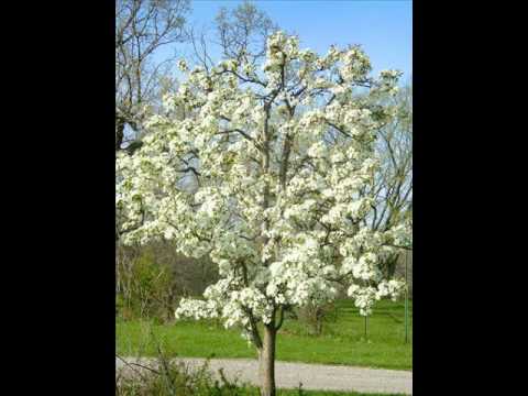 Andrej Šifrer - Jarčeva hruška