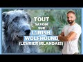 Race de chien : L'Irish Wolfhound (Le Lévrier Irlandais) !