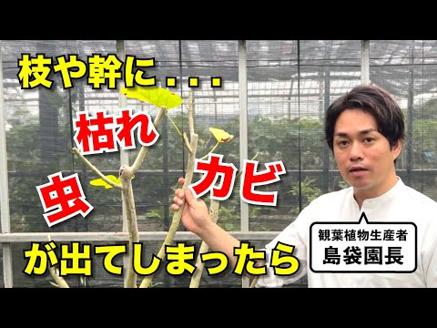堆肥中のカビ：不快な影響を避けるには？  庭園