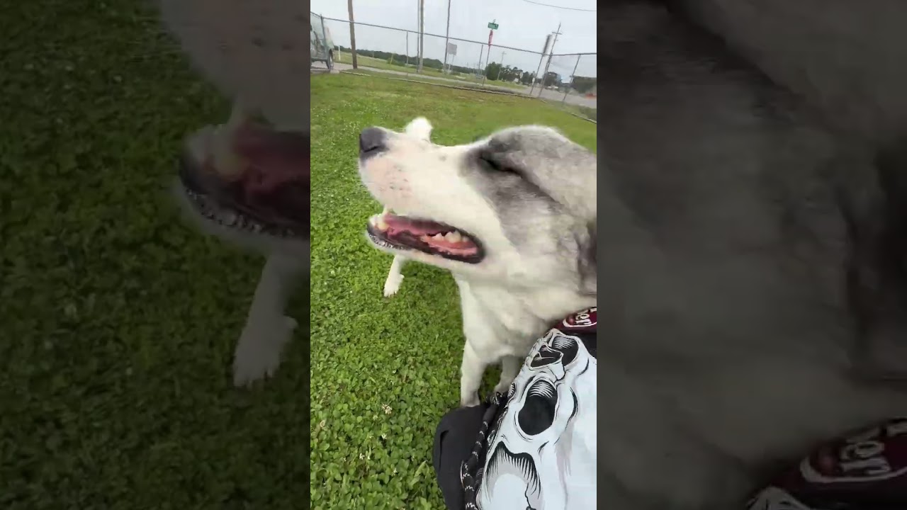 Sadie, a Adoptable Mixed Breed in Ponca City, OK video 6/6