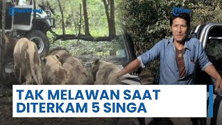 Penjaga Kebun Binatang Bangkok Bersimbah Darah Diterkam 5 Singa, Saksi Mata Ungkap Kejanggalan