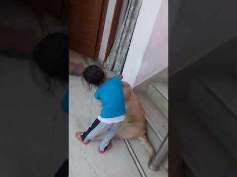 Labrador dog with abhiraj singh cutest moments