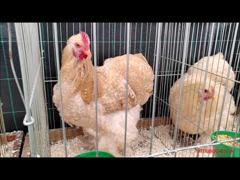 MOSTRA DI GALLINE E COLOMBI ALLA FIERA DI S. LUCA A DEMONTE (CN) IN VALLE STURA. DOM. 9 - 10 - 2022.