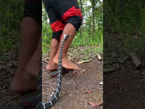 Snake bite 😱#snake#snakevideo