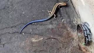 preview picture of video 'Lizards at the Red Wood Forest California'