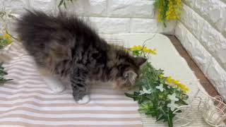 ノルウェージャンフォレストキャットの動画01