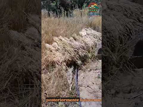 Socotá tierra de trigales y molinos. #turismorural #campo #boyaca