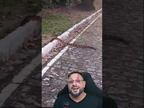 Surucucu-pico-de-jaca na pista em Camaragibe PE | SEMANA DAS COBRAS EPISÓDIO 45 #biologohenrique