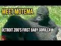 Motema S First Months Detroit Zoo Baby Gorilla Part 1
