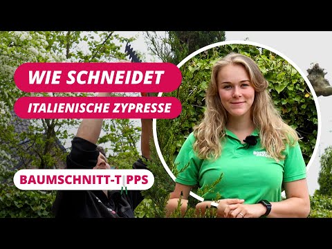 Wie schneidet man einen italienische Zypresse? | BaumSchnitt-Tipps #16