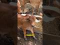 One Month Old Calf Eating Feed Indibreeds Indicattle Agriculture Calf Livestock